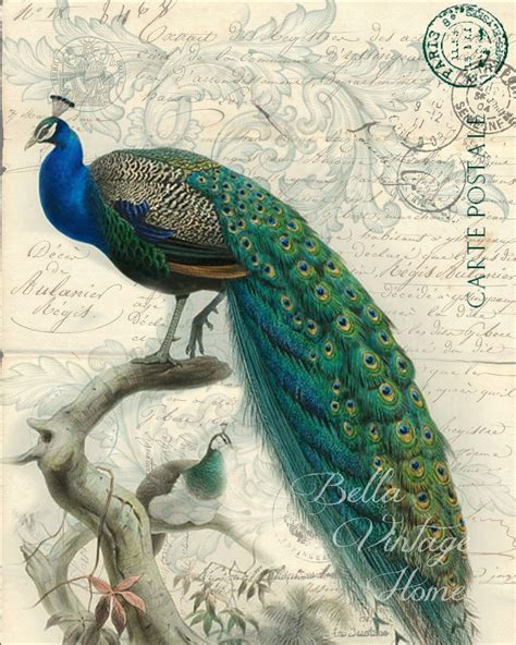 Bird Tea Towel Peacock Botanical Prints Vintage Art Peacock