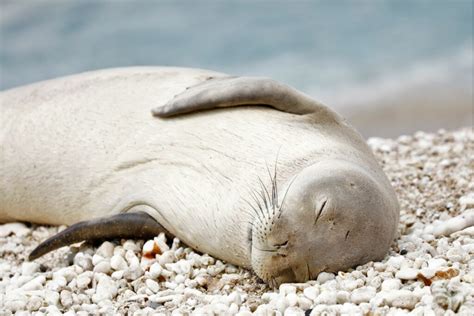 Why Is The Hawaiian Monk Seal Endangered Hawaii Marine Animal Response