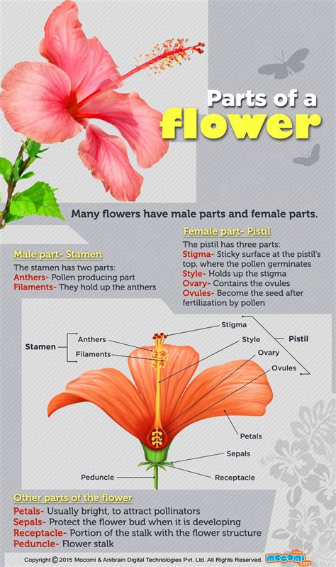 The main parts of a plant with their functions. Parts of a Flower and their Functions - Biology | Parts of ...