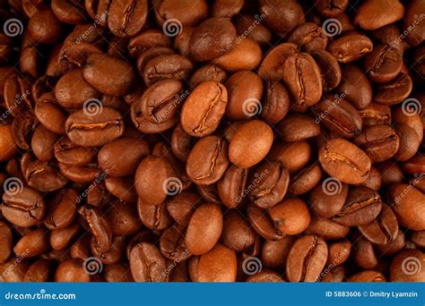 Coffee Grains Stock Photo Image Of Espresso Foods Background 5883606