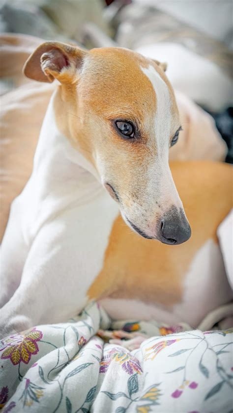 Whippet Dog Breed Information Pictures Characteristics And Facts