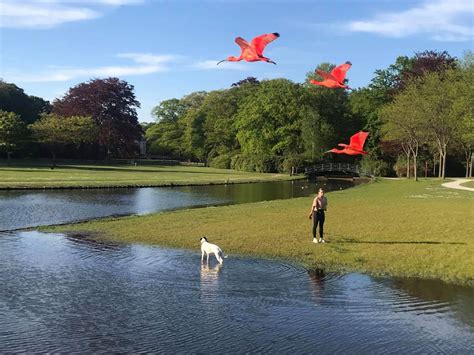 De rode ibis (eudocimus ruber) is een vogel van de familie van ibissen en lepelaars (threskiornithidae). Rode ibissen uit Planckendael gespot in Brasschaat ...