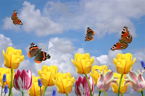 Spring Flowers And Butterflies Stock Image Image 3942597
