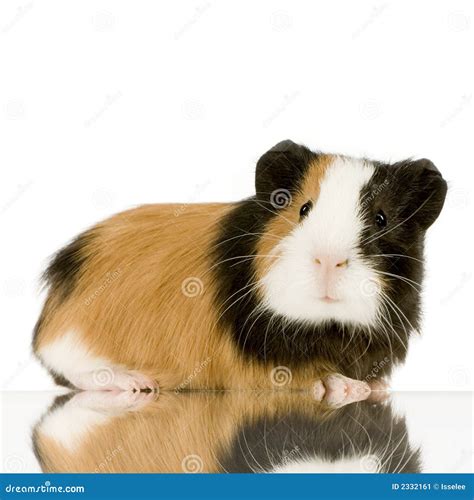 Guinea Pig Stock Image Image Of Domestic Rodent Portrait 2332161
