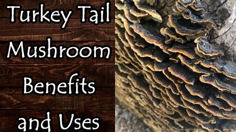 turkey tail mushroom trametes versicolor benefits uses and