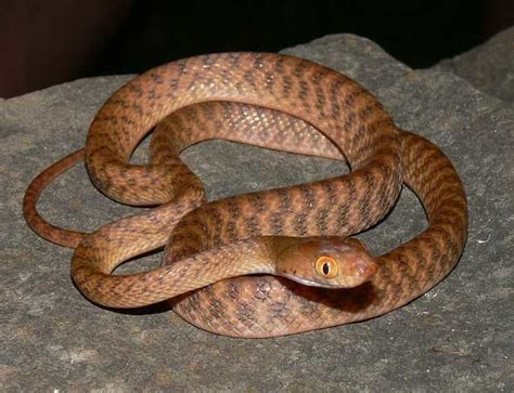 Brown Tree Snake Alchetron The Free Social Encyclopedia