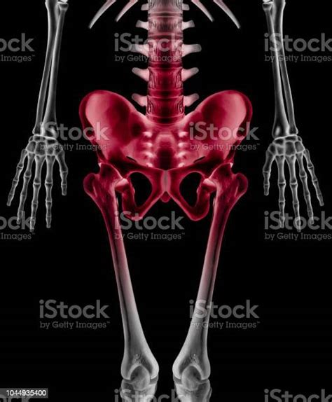 Xray Of Lower Half Length Human Skeleton Anterior View Red Highlight In