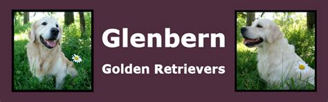 Glenbern Golden Retrievers