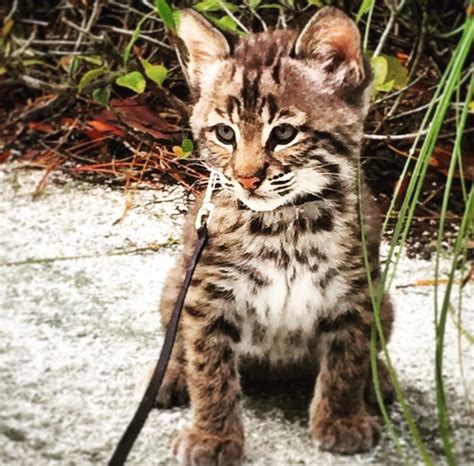 6 new baby animals = Cuteness overload at Wild Florida