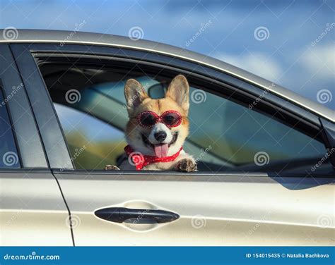 Passenger Corgi Puppy Dog In Sunglasses He Stuck His Pretty Face Out