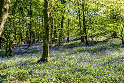 Bluebell Wild Flowers In Ancient Woodland Stock Photo Image Of