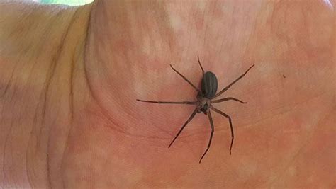 Blog The Woodlands Complete Guide To Brown Recluse Spider Control