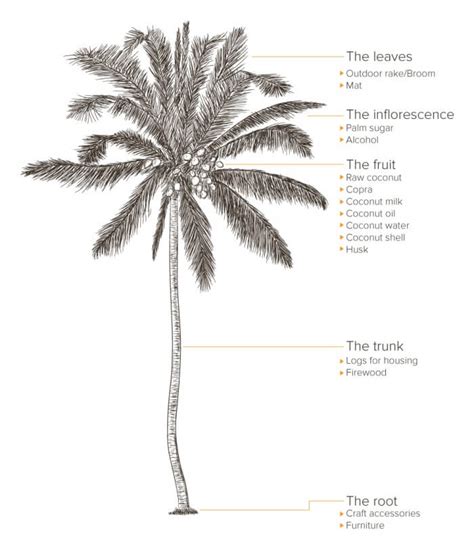Parts Of A Coconut Tree