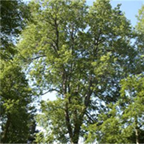 However, trees, much like people, have a finite lifespan. Northern Hackberry | Ontario.ca