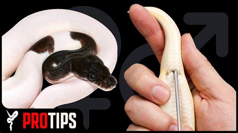 How To Sex Your Ball Python Youtube