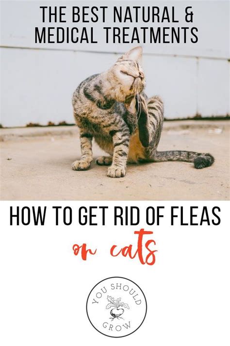 Get Rid Of Fleas On Cats And Dogs A Vets Top Choices Natural Pet