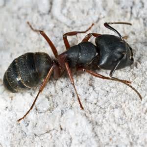 Large Black Ant Camponotus Herculeanus Bugguidenet