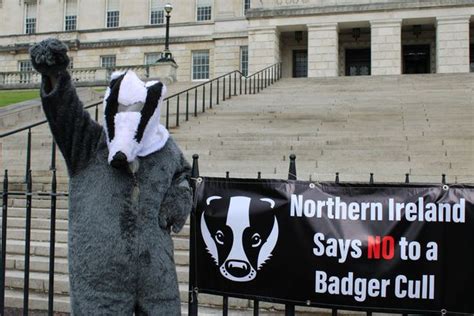 Stormont Proposed Badger Cull Protestors Urge Edwin Poots To Follow