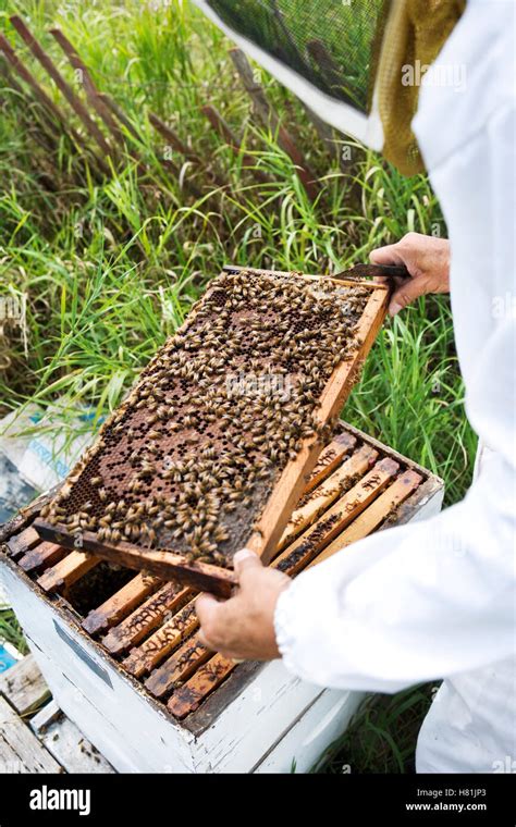 Beekeeper Collecting Honey Stock Photo Alamy
