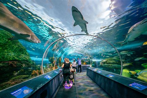 Ripleys Aquarium Of Canada Visiting During The Pandemic Seeyousoonca