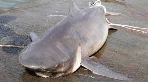 En Nouvelle Calédonie Les Campagnes D Abattage De Requins Interdites Par La Justice