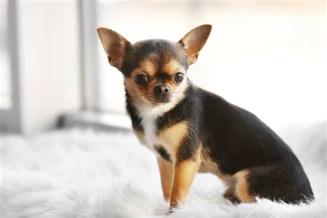 Shih Tzu Chihuahua Mix All You Need To Know About Shichi Dog K9 Web