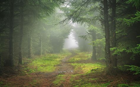 Forest Path Fog Wallpapers Wallpaper Cave