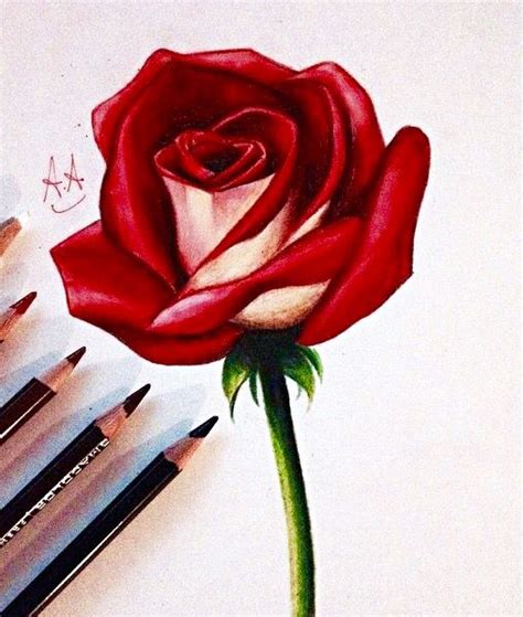 How To Draw A Rose More Flower Sketch Pencil Rose Sketch Flower