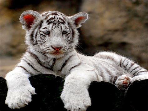 White Tiger Cubs Wallpaper Wallpapersafari