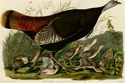 John Audubon Print Wild Turkey Ebay