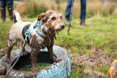 Train Muddy Dog Challenge Battersea Muddy Dog Challenge 2024