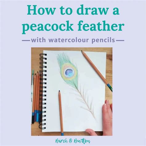 How To Draw A Peacock Feather With Watercolour Pencils Birch And Button