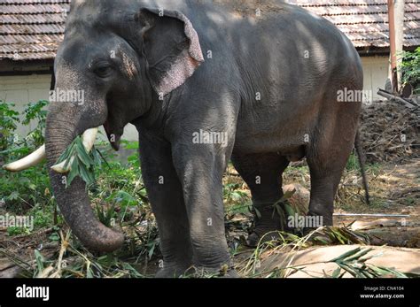 Indian Tusker Elephant Hi Res Stock Photography And Images Alamy