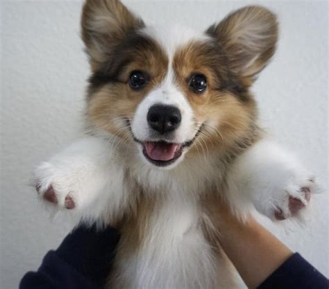 Find corgi puppies for sale with pictures from reputable corgi breeders. Corgis of Instagram : Photo | Cute dogs, Corgi dog, Cute corgi