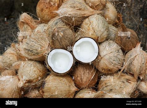 Coconut Cut In Half And Whole Coconuts In Organic Farm A Lot Or Heap