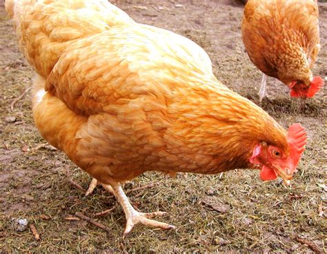 Poultry Farming In Nigeria Roysfarm