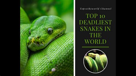 Top 10 Deadliest Snakes In The World Top10theworld Channel Youtube