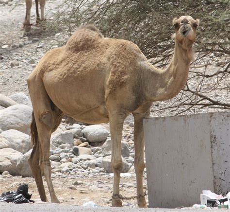 They eat desert vegetation, such as grasses, herbs, and leaves. Body parts | Dancing Mad God