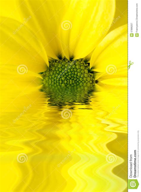Yellow Flower Reflected In Watery Ripples Stock Image Image Of Peace