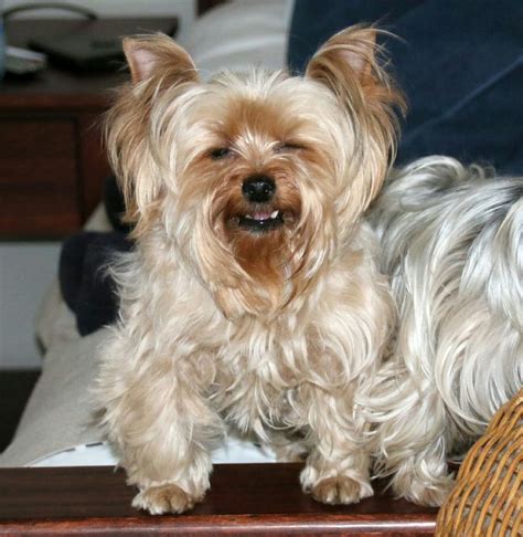 17 Best Images About Yorkies On Pinterest