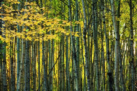 Yellow Fall Birch Leaves Against An Aspen Forestalberta Canada