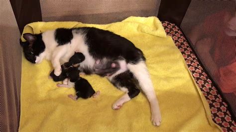 Cat In Labor Youtube