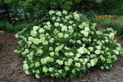 Prior to making any final decision, i'd like to know your experience with either of these. Little Lime Hydrangea | Calloway's Nursery