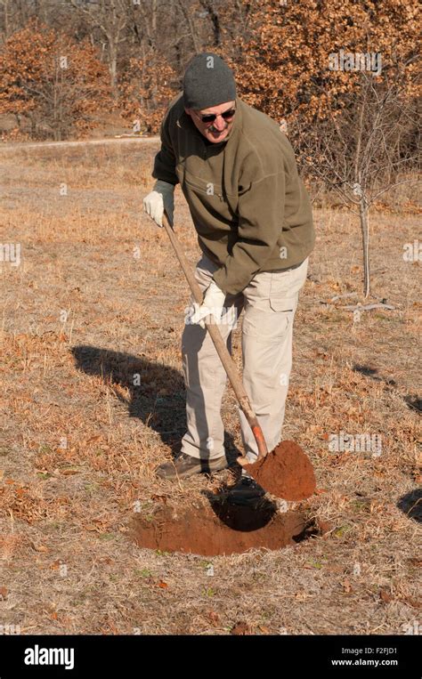 Man Digging A Hole In The Ground To Plant A Fruit Tree In Early Spring
