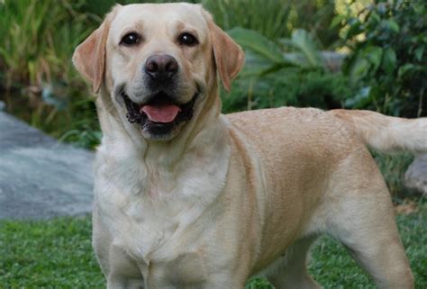 Raças de cachorros mais populares no Brasil o país canino Dicas e