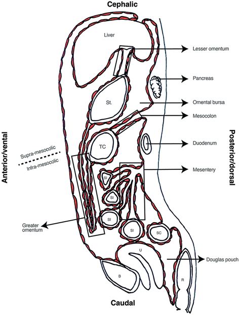 Frontiers The Peritoneum Beyond The Tissue A Review