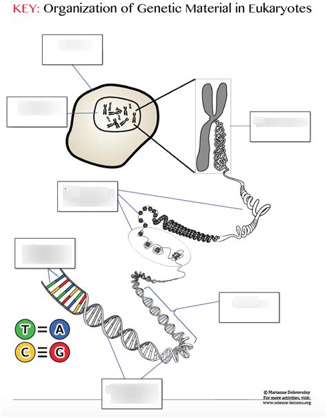Dna Structure And Discovery Diagram Quizlet