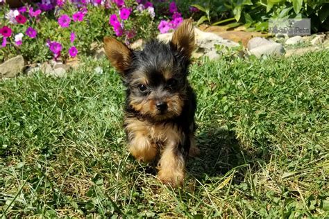 Ace Yorkshire Terrier Yorkie Puppy For Sale Near Akron Canton