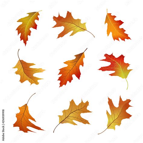 Set Of Bright And Colorful Autumn Leaves Isolated On White Background