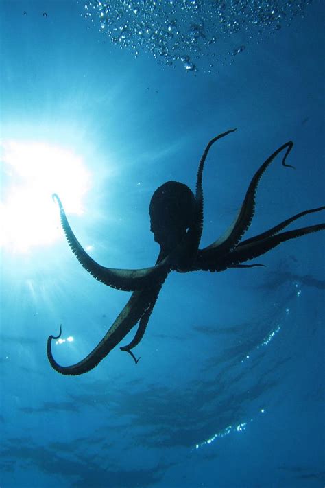 Octopus Ocean Creatures Underwater World Beautiful Ocean
